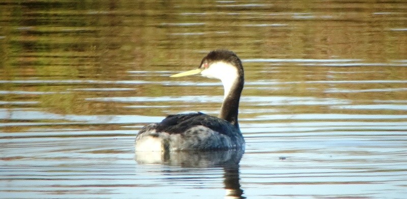 Western Grebe - ML42877691