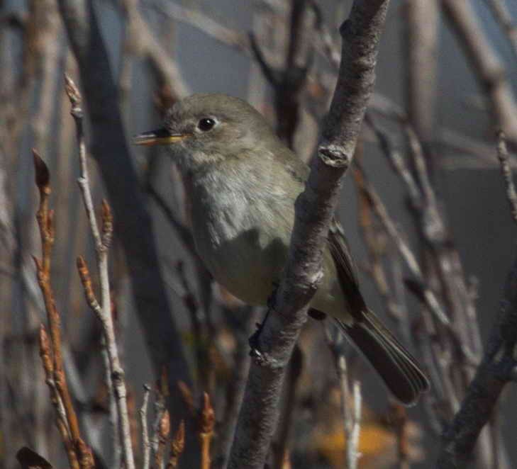 Gray Flycatcher - ML42877741