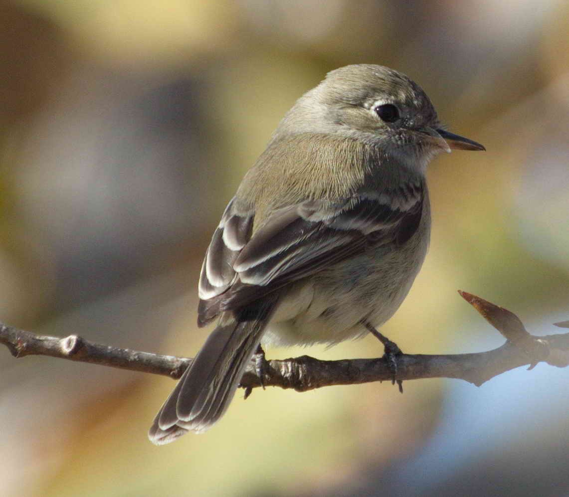 Trockenbusch-Schnäppertyrann - ML42877761