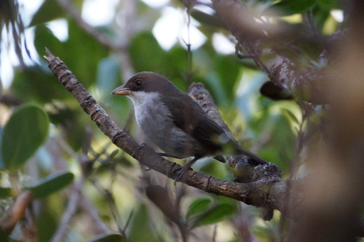 Puerto Rican Tanager - ML428779631