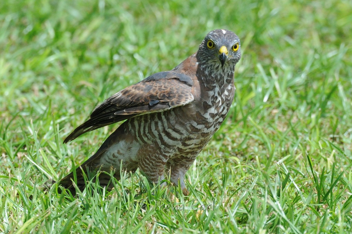 Brown Goshawk - Hedley & Irena Earl