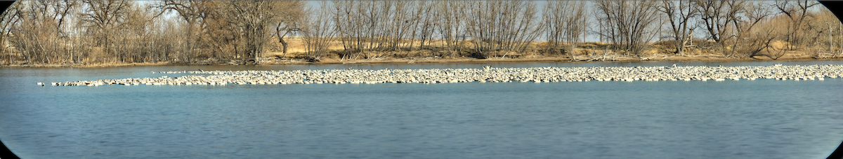 Snow Goose - ML428782361