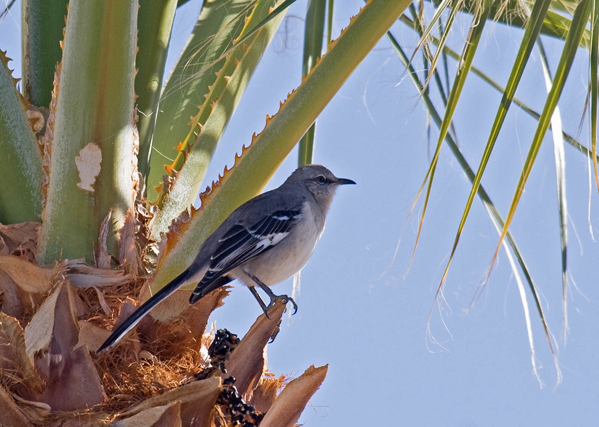 חקיינית צפונית - ML42878281