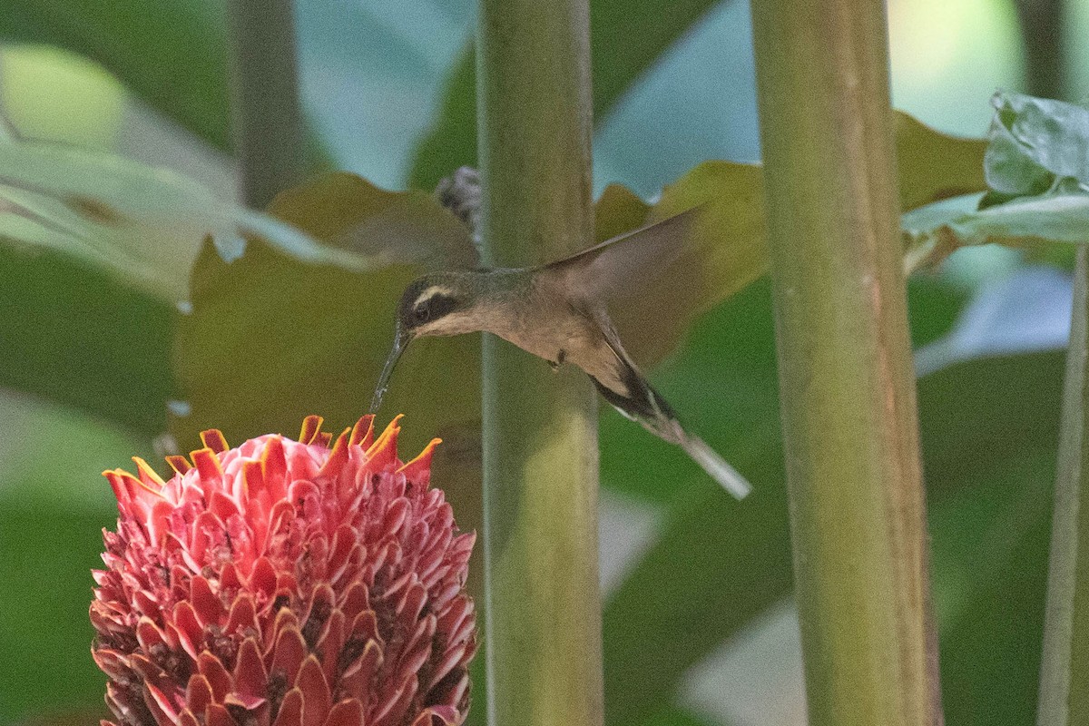 kolibřík světlebřichý - ML428784051