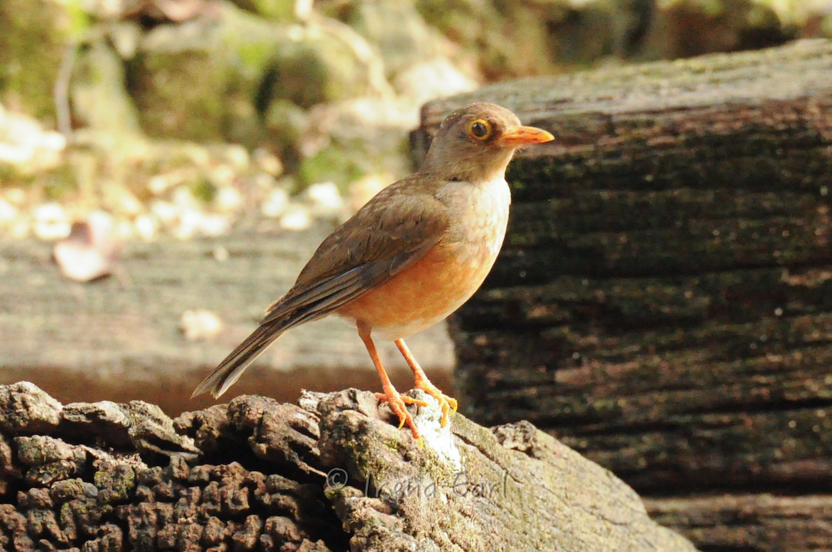 Island Thrush - Hedley & Irena Earl