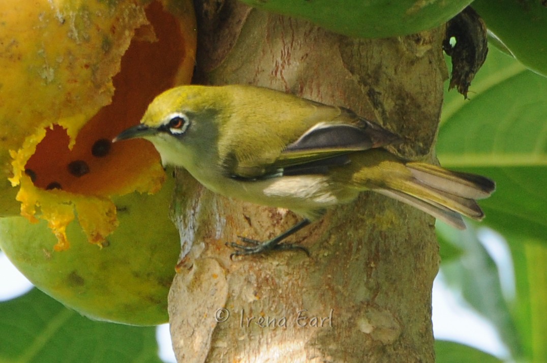 Christmas Island White-eye - Hedley & Irena Earl