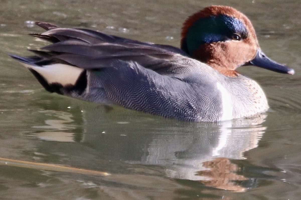 Green-winged Teal - ML428787351