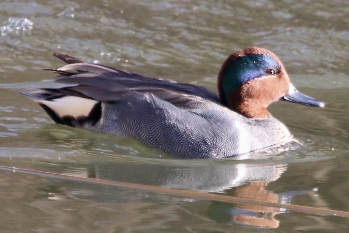 Green-winged Teal - ML428787361