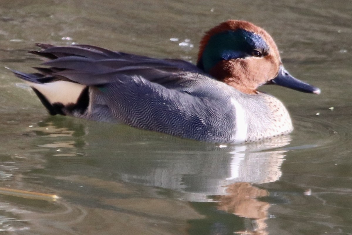Green-winged Teal - ML428787381