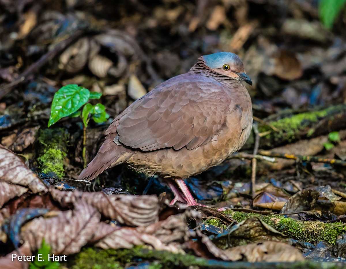 White-throated Quail-Dove - ML42878791