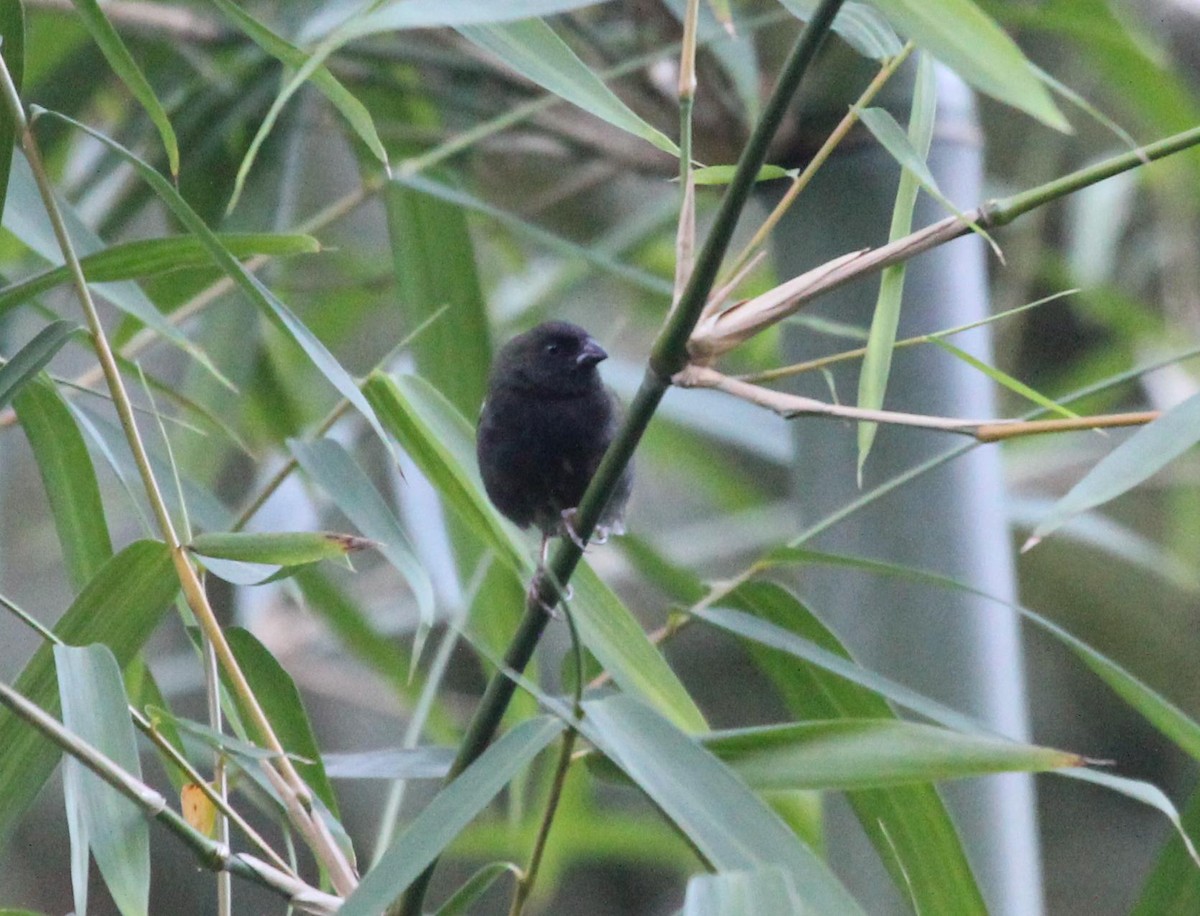 Black-faced Grassquit - Abby Darrah