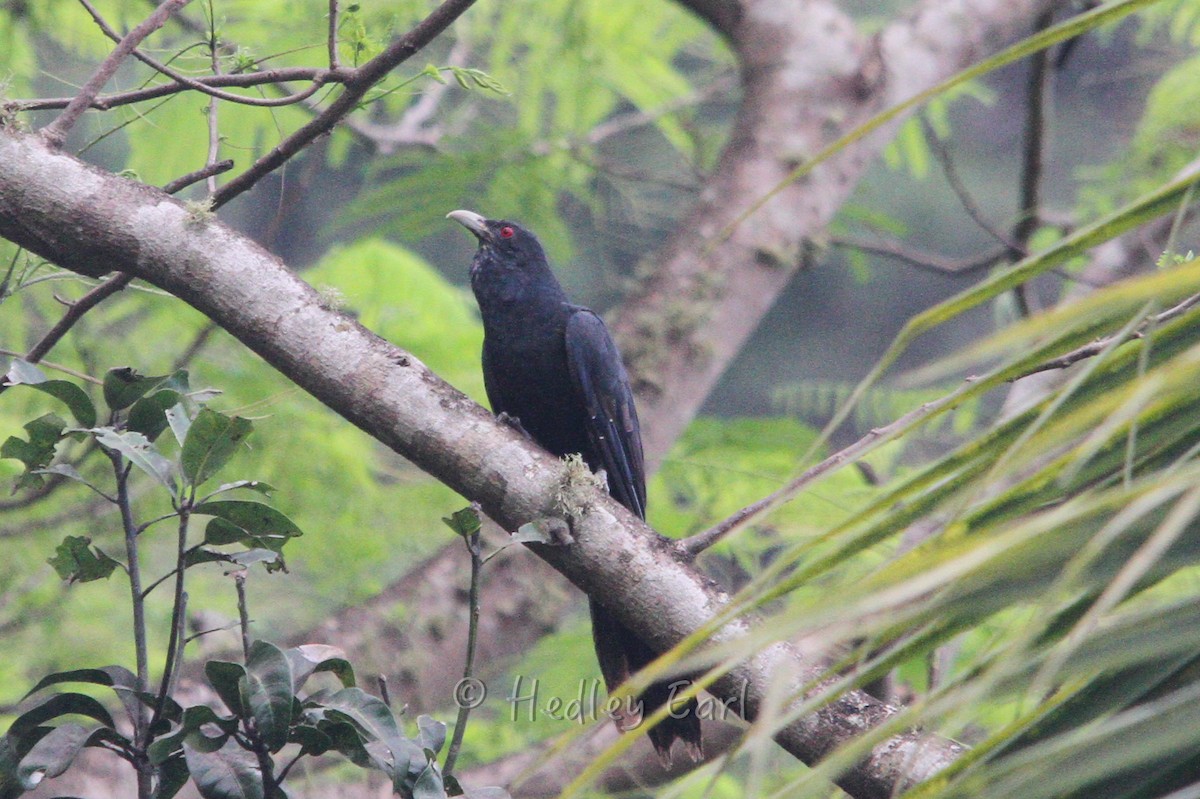 Asian Koel - Hedley & Irena Earl