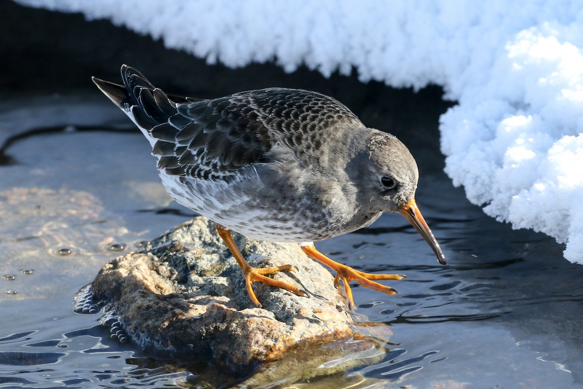 Purple Sandpiper - ML42879201