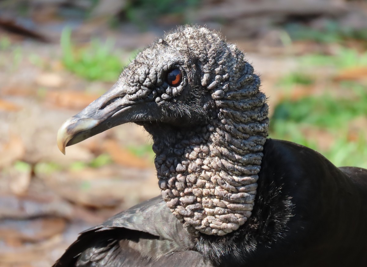 Black Vulture - ML428793031