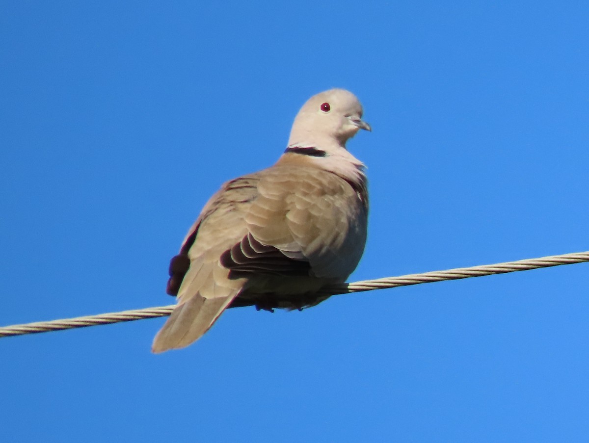 Eurasian Collared-Dove - ML428793941