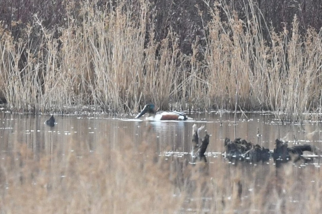 Northern Shoveler - ML428794371