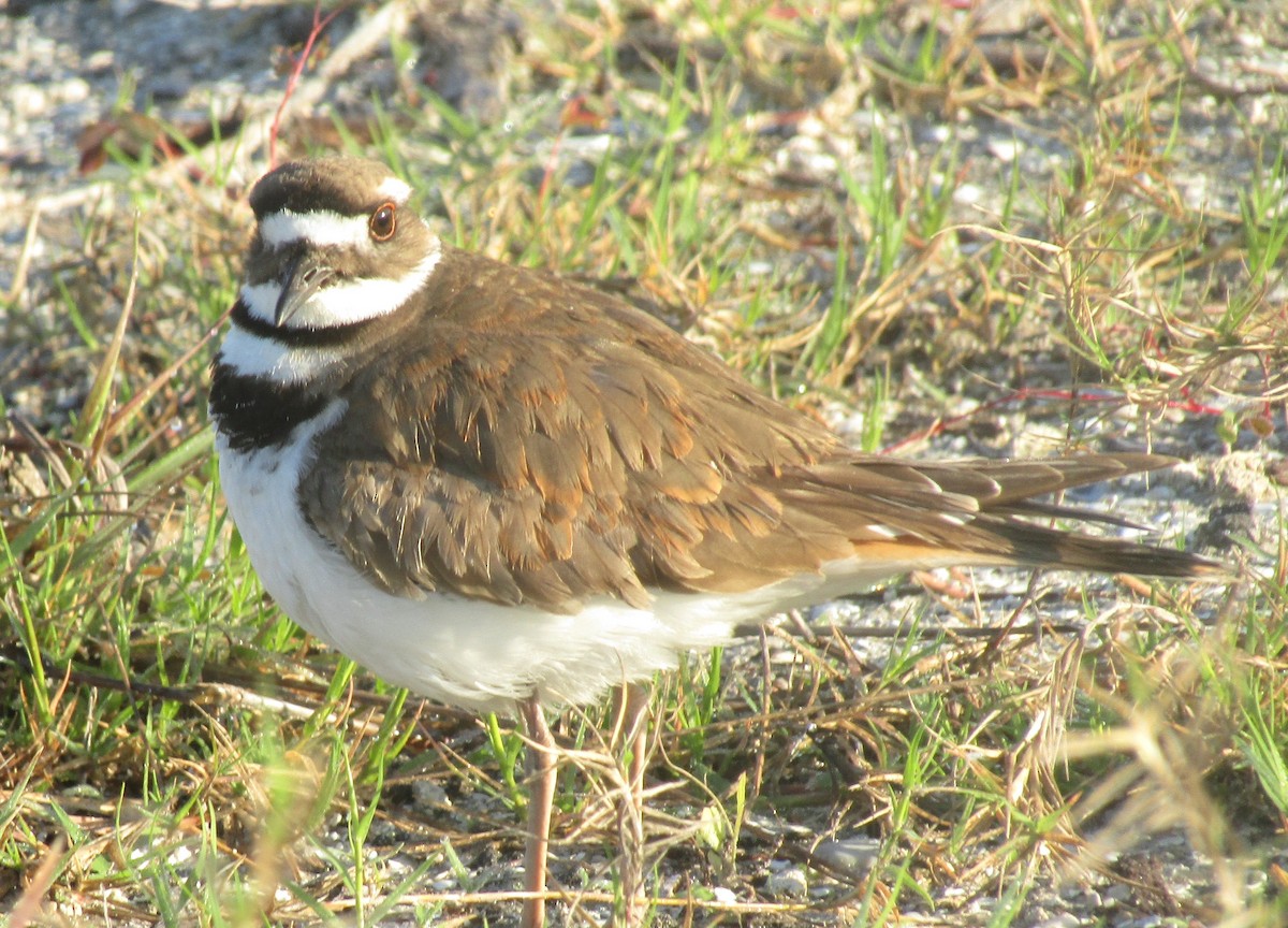 Killdeer - ML428794521