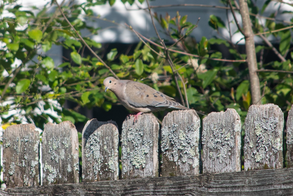 Mourning Dove - ML428795951