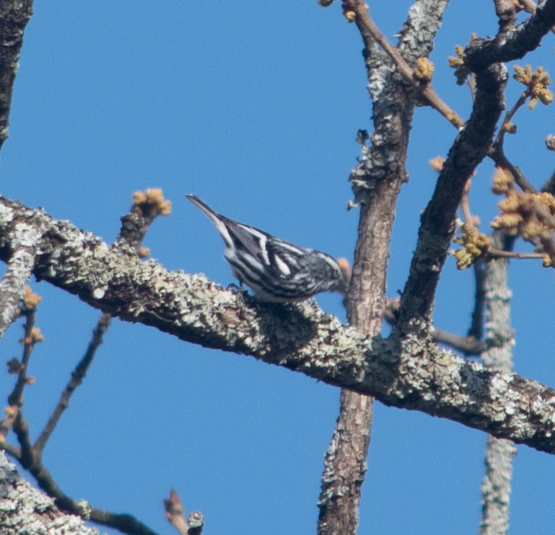 Black-and-white Warbler - ML428796091