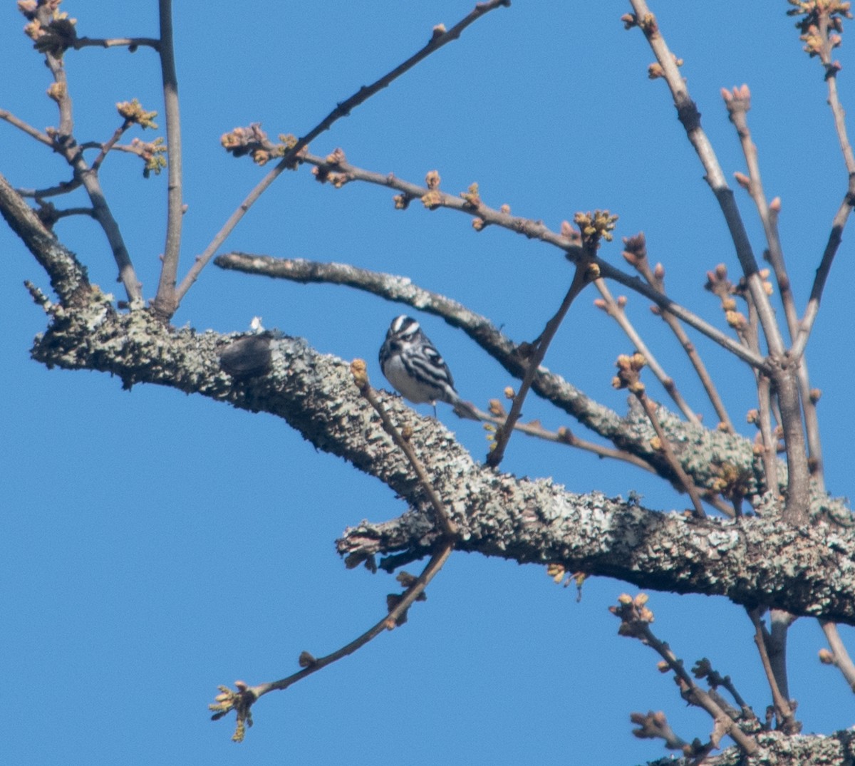 Black-and-white Warbler - ML428796171