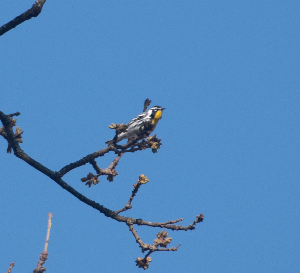 Yellow-throated Warbler - ML428796271
