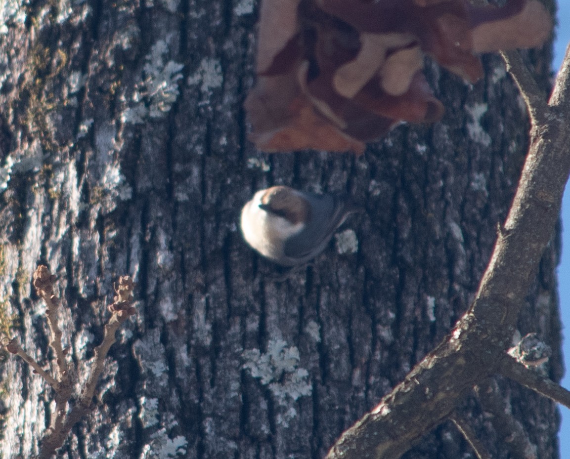 Brown-headed Nuthatch - ML428797891