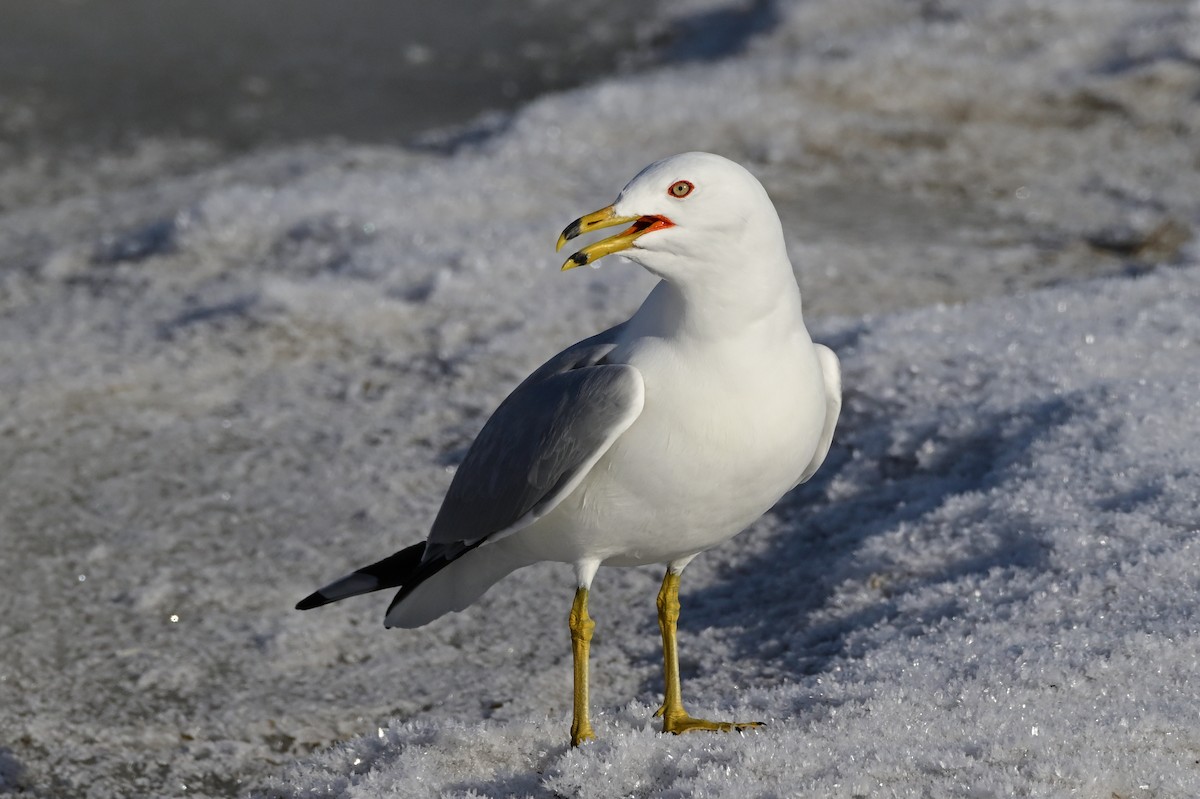 Ring-billed Gull - ML428801031
