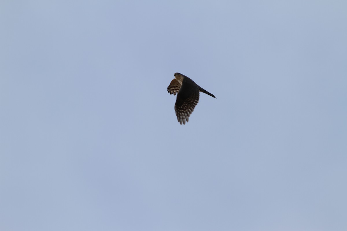 Sharp-shinned Hawk - ML428802281