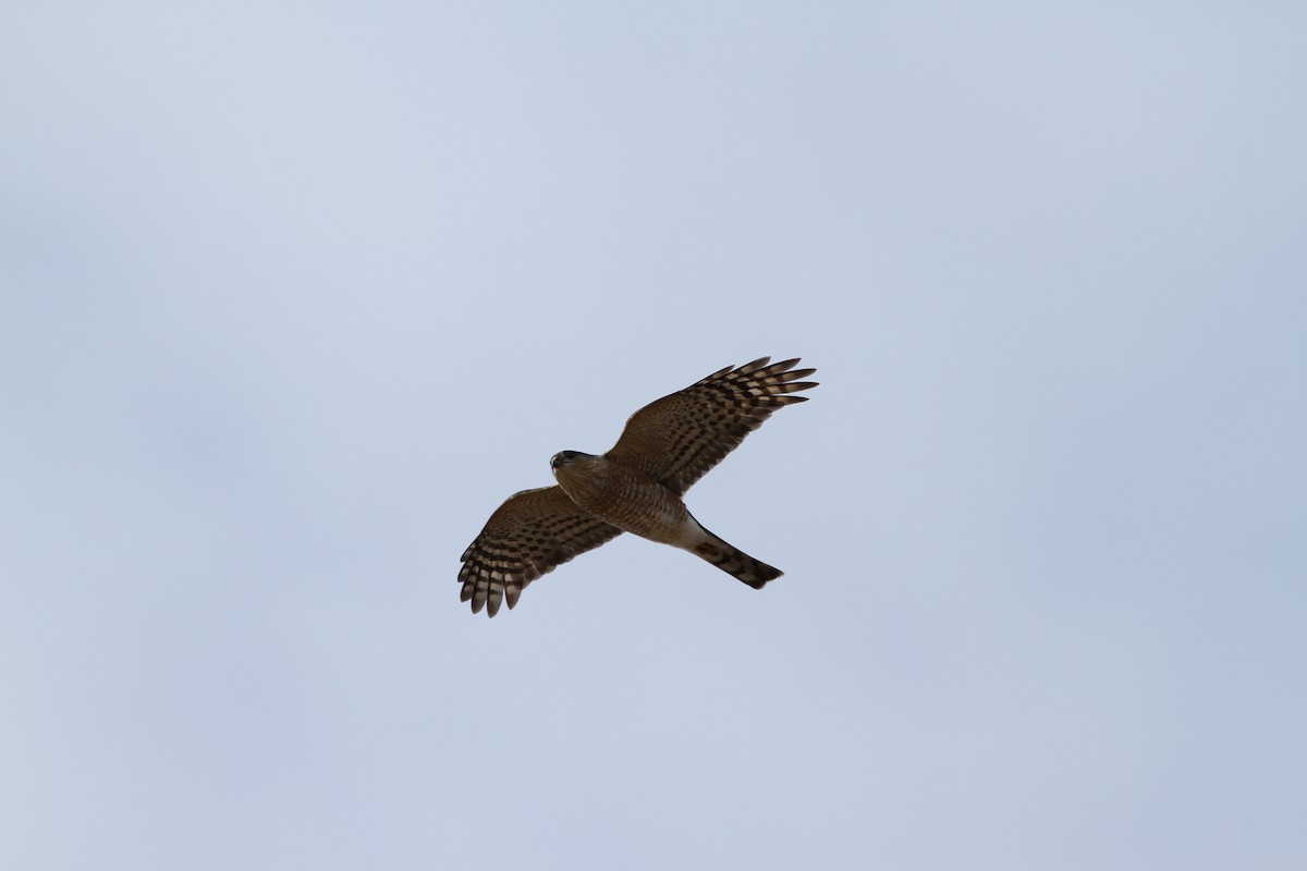 Sharp-shinned Hawk - ML428802291