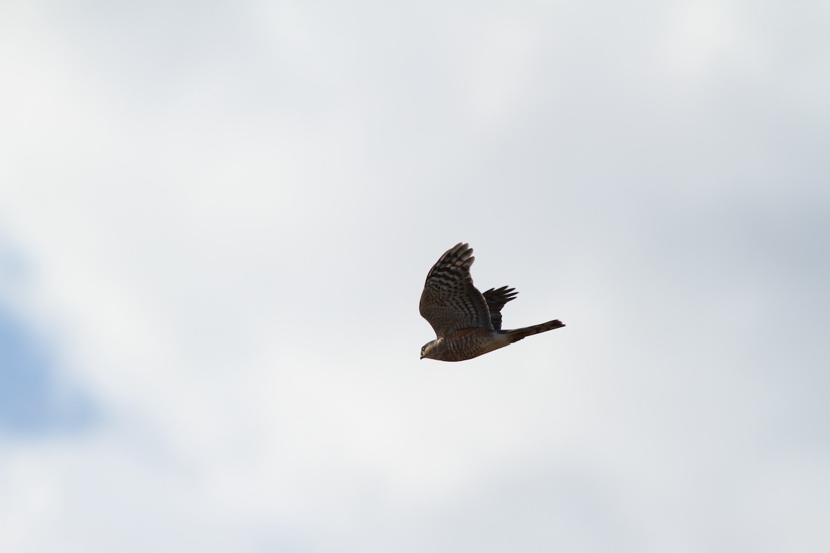 Sharp-shinned Hawk - ML428802321