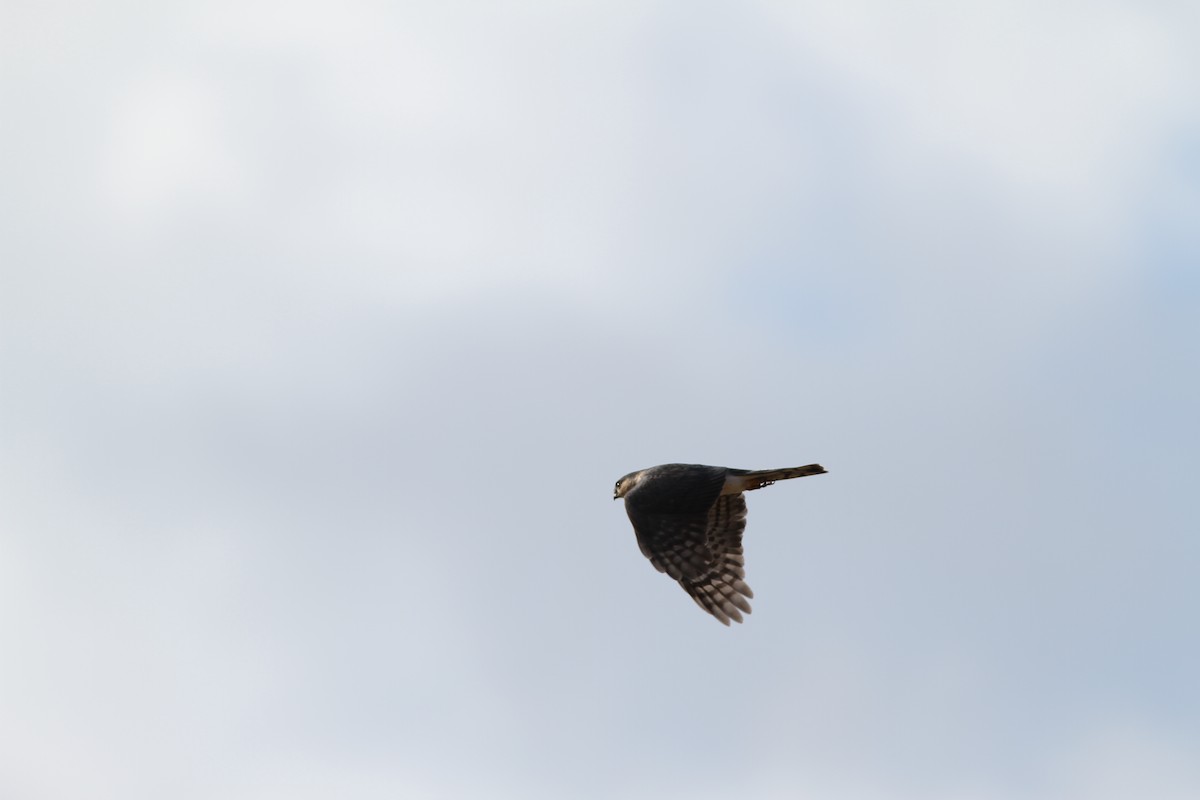 Sharp-shinned Hawk - ML428802331