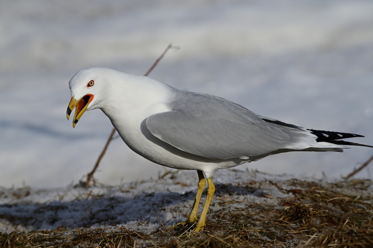 Ring-billed Gull - ML428802921