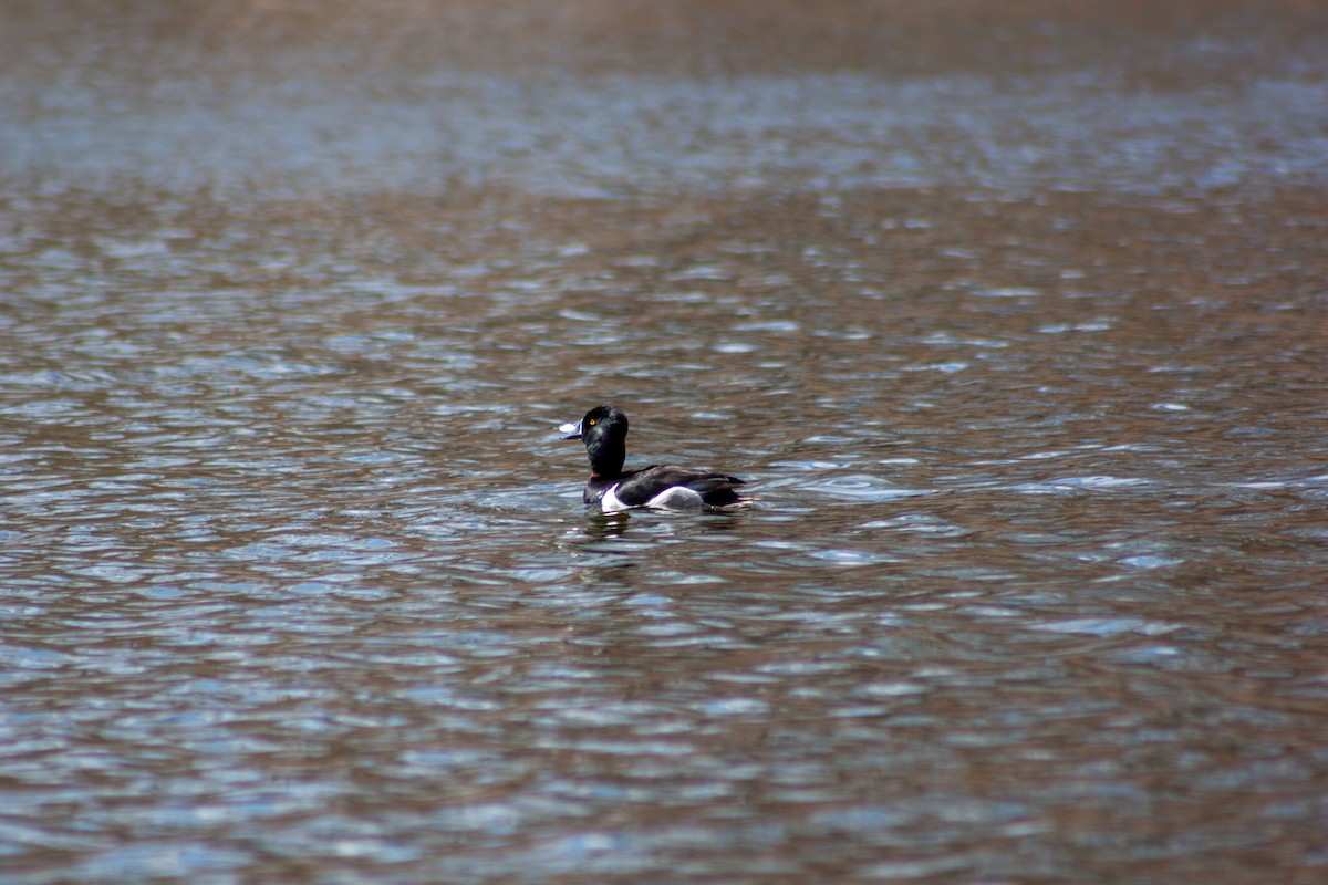 Ring-necked Duck - ML428803731