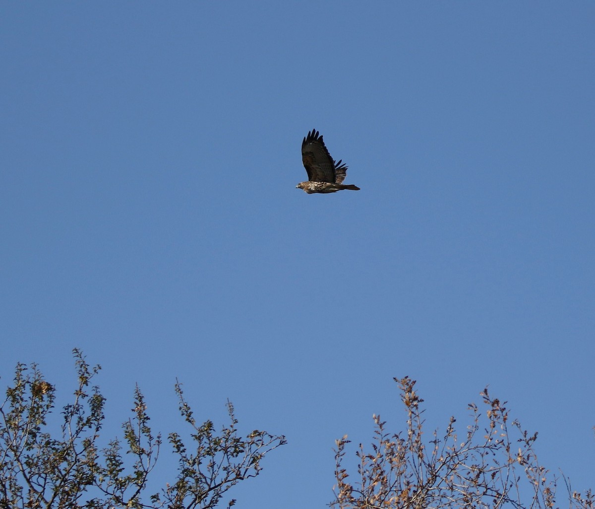 Red-tailed Hawk - Breck Breckenridge