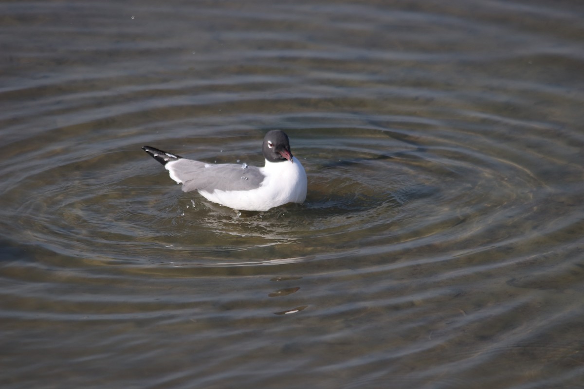 Franklin's Gull - ML428804771