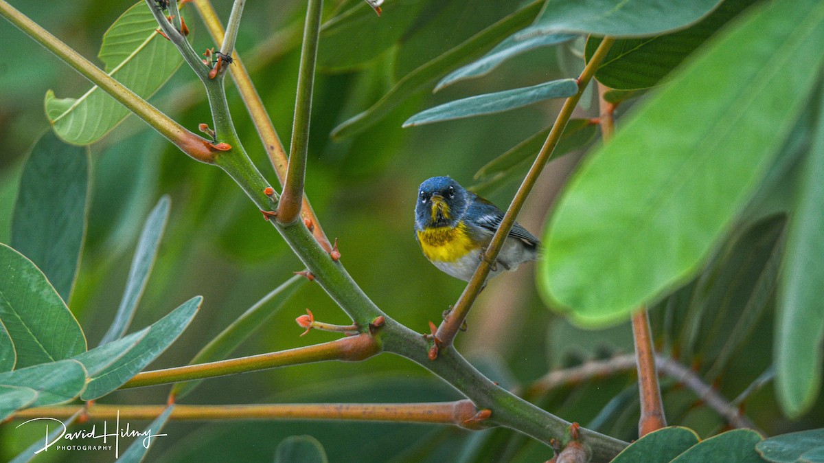 Northern Parula - ML428805211
