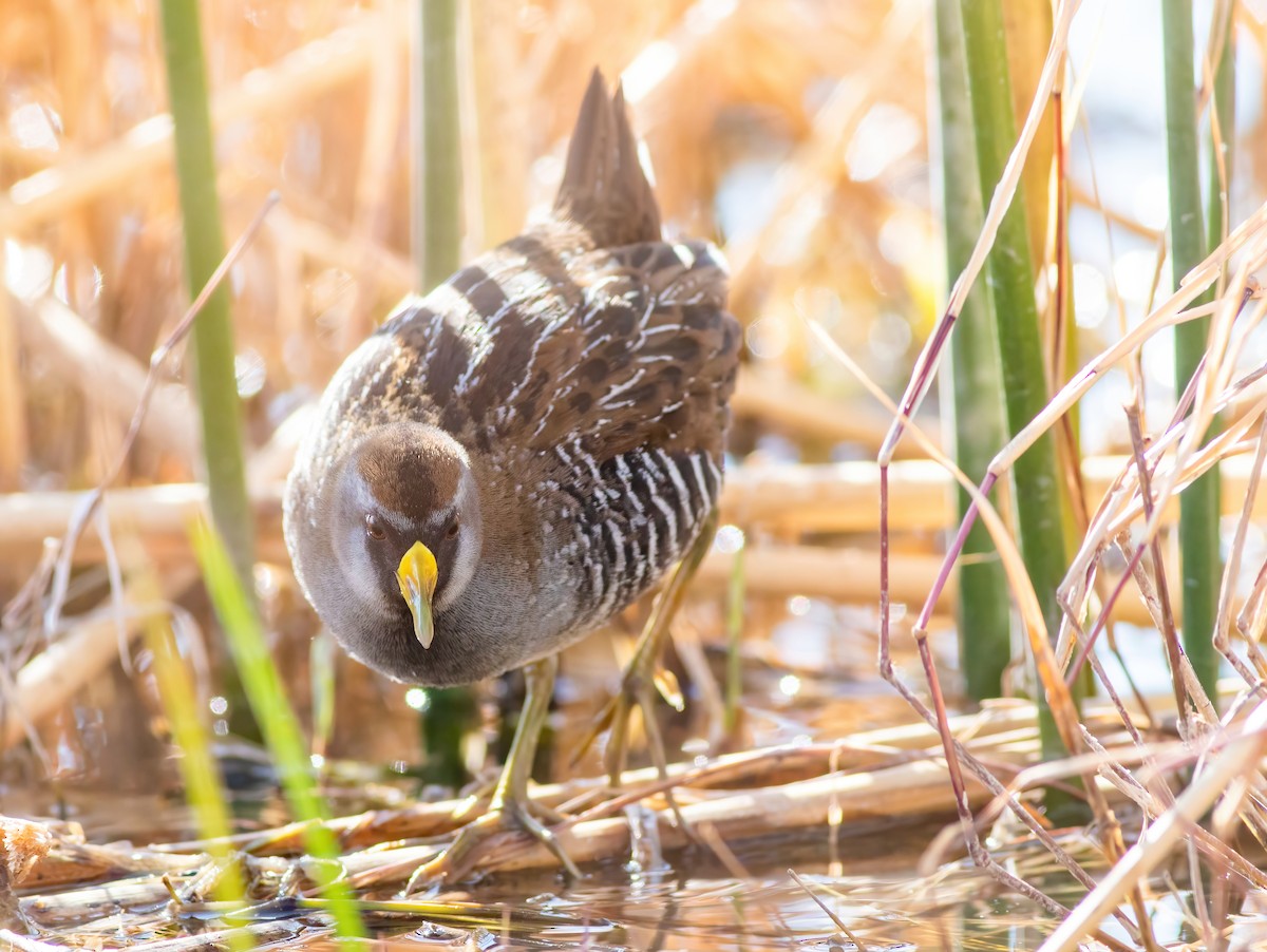 Sora Suyelvesi - ML428806731