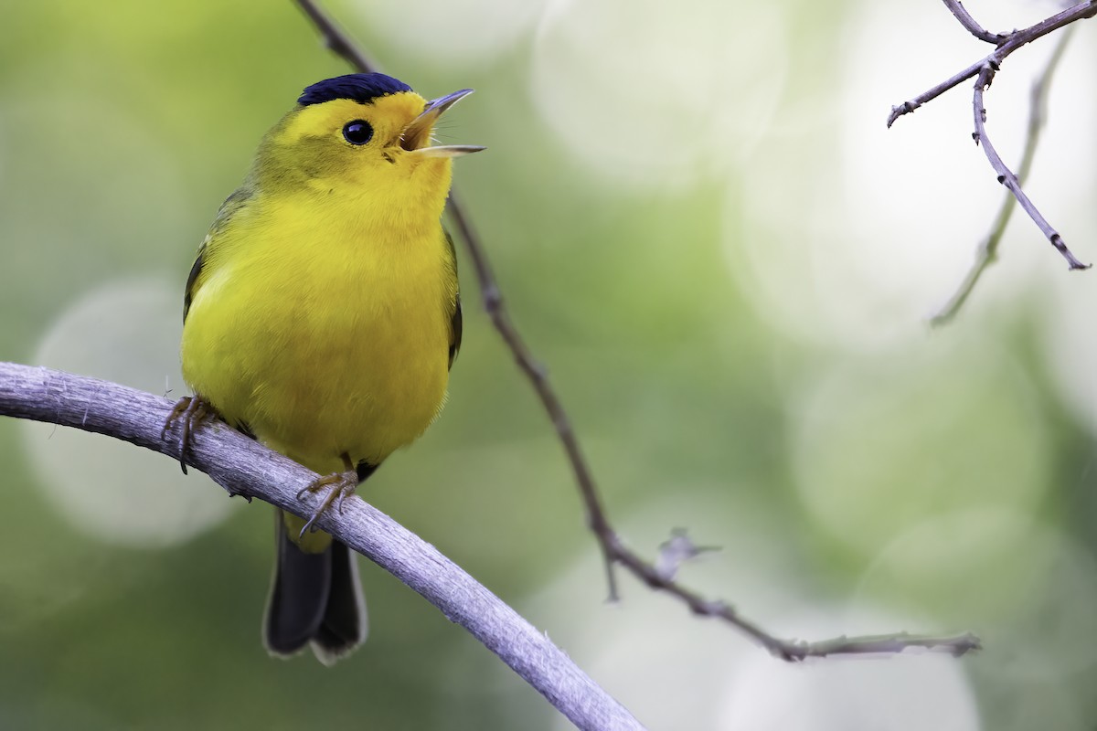 Wilson's Warbler (chryseola) - Connor Cochrane