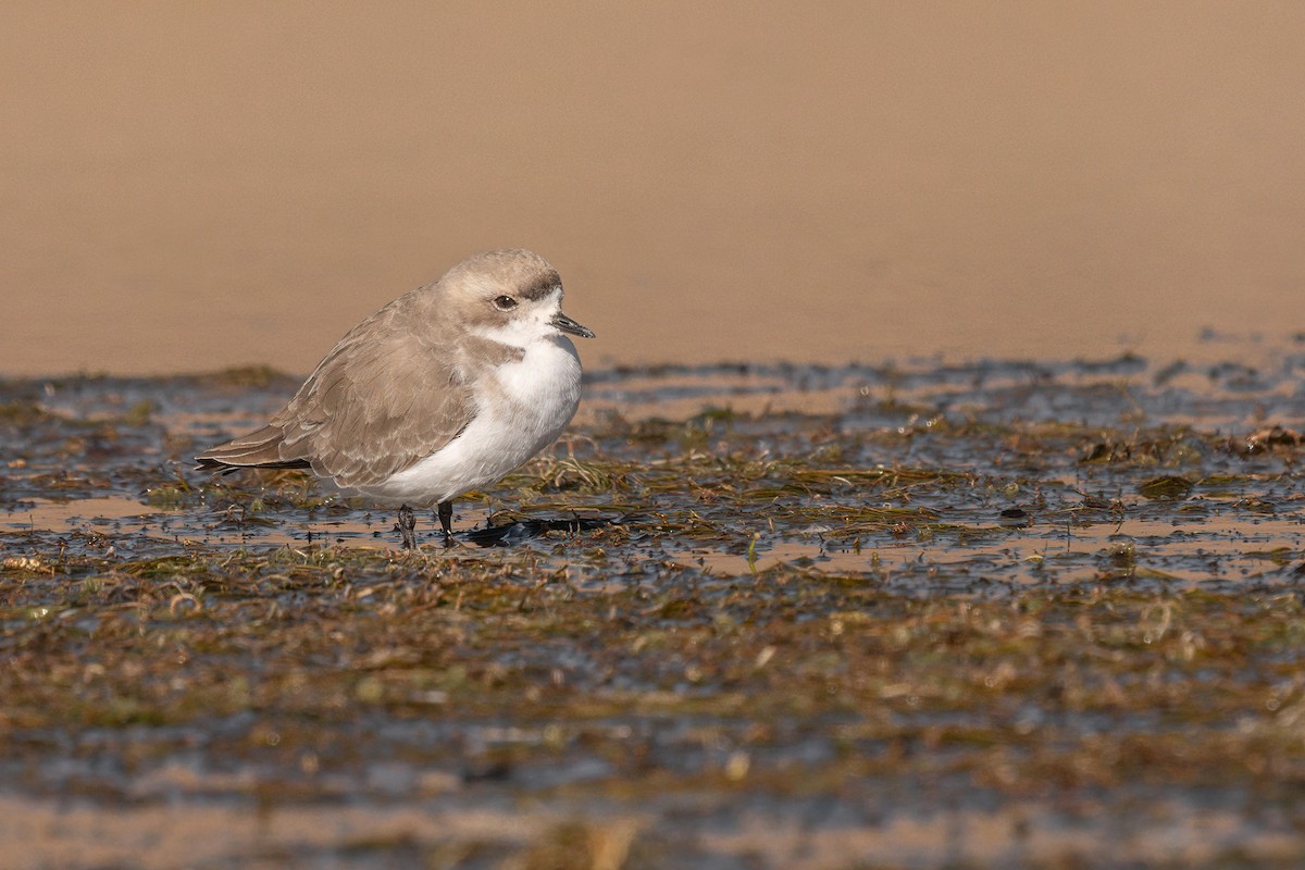 Puna Plover - Jorge Claudio Schlemmer