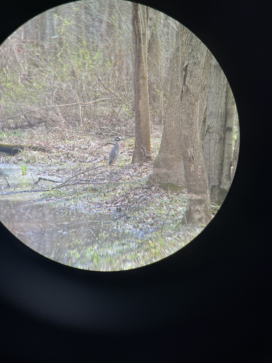 Yellow-crowned Night Heron - ML428809571