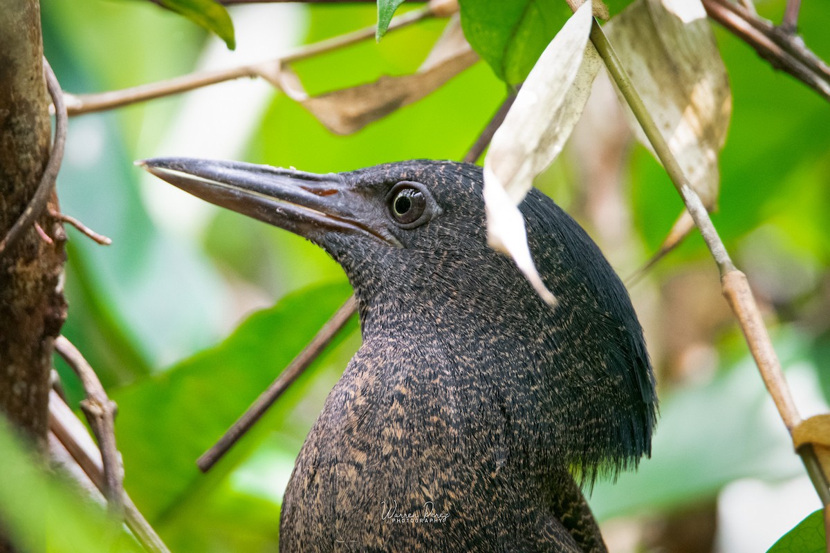 Zigzag Heron - Warren Perez