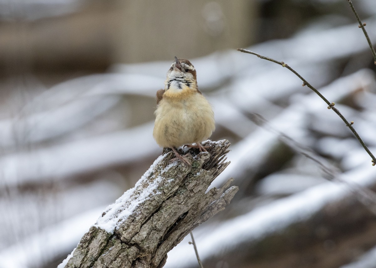 Carolina Wren - ML428809721