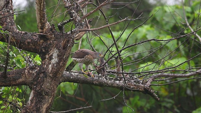 Crested Goshawk - ML428810721