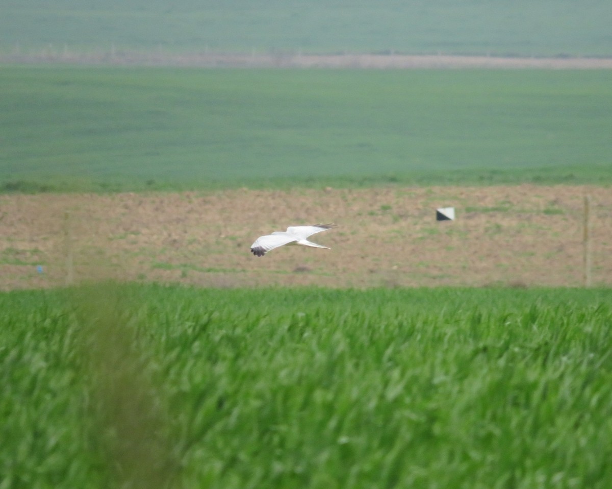 זרון תכול - ML428810731