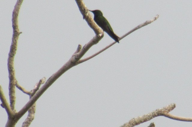 kolibřík haitský - ML428811321