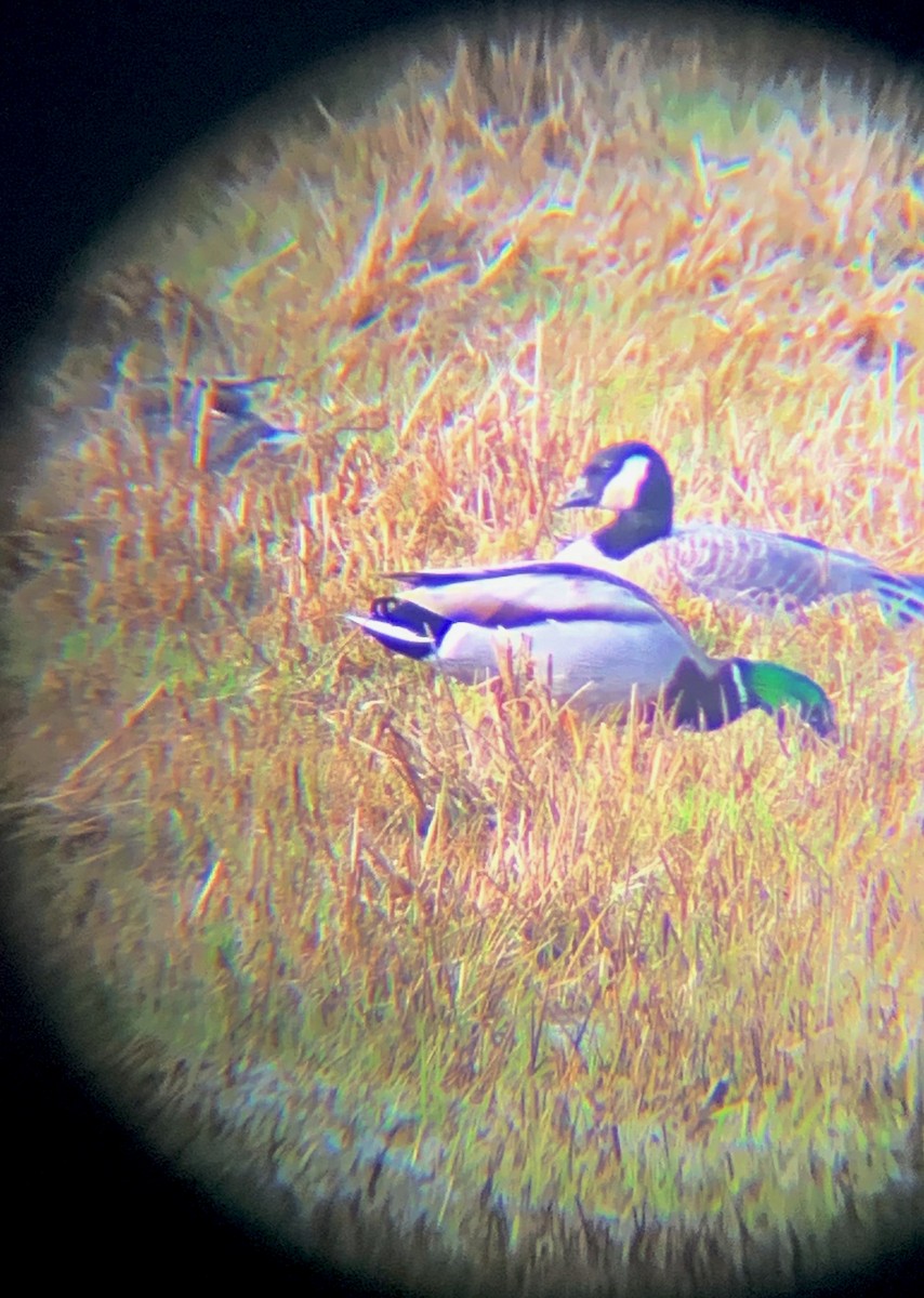 Cackling Goose (Taverner's) - ML428814561