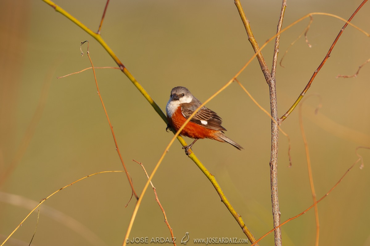Marsh Seedeater - ML428814681