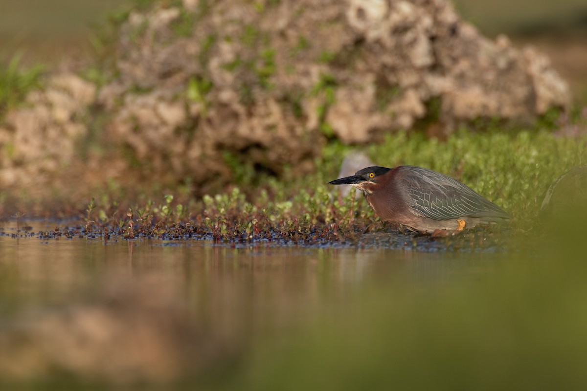 Green Heron - ML428817841