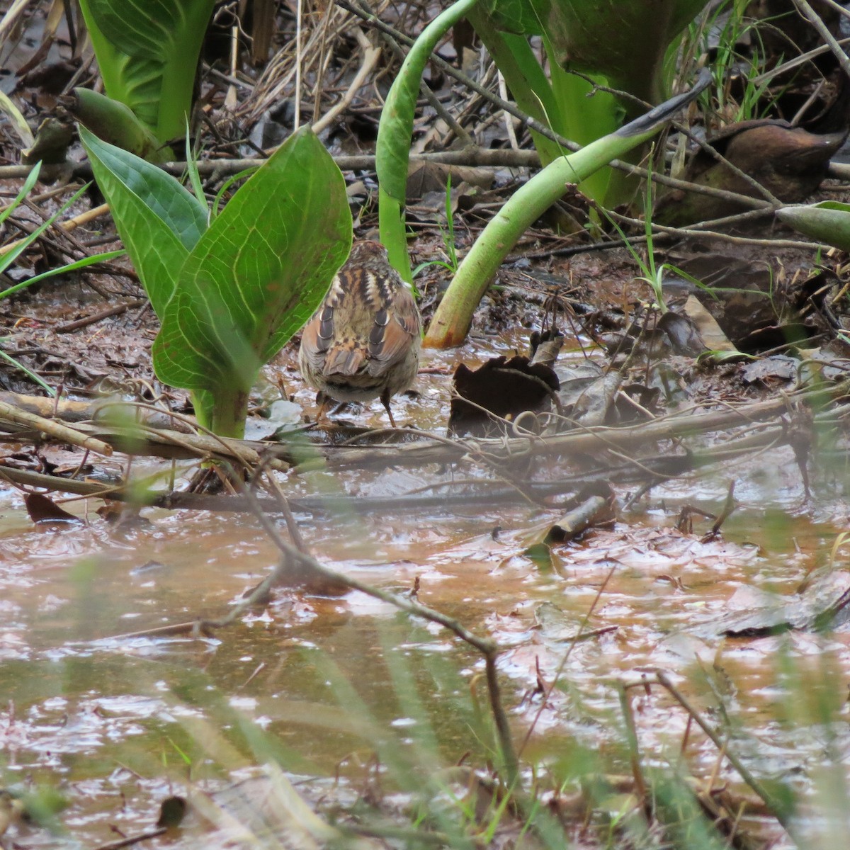 Swamp Sparrow - Tom Eck