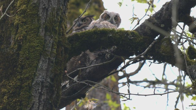 Great Horned Owl - ML428819111